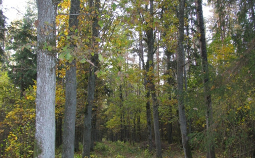 Zubovo ąžuolų alėja.jpg